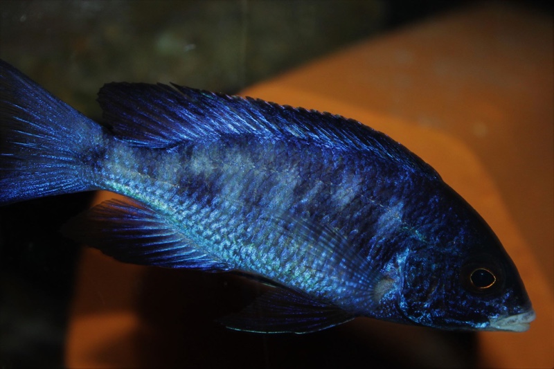 Placidochromis phenochilus 'Mdoka Reef'